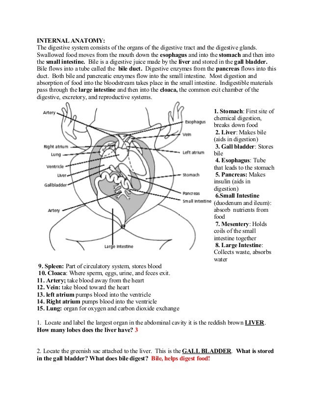 cat dissection digestive system worksheet